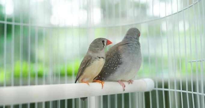 Zebra finch and diamond dove sit side by side on wooden perch inside wire birdcage with soft green background