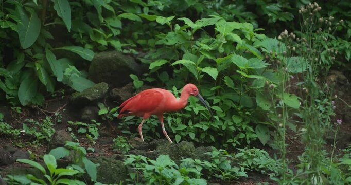 Scarlet ibis forages through lush green undergrowth at Jeju Flower Bird Park Hwajoowon on Jeju Island South Korea