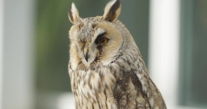 Long eared owl sits calmly with striking orange eyes and tall ear tufts in close up portrait shot