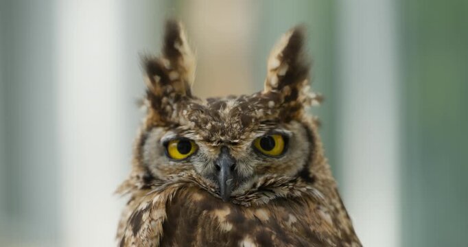Great horned owl stares directly into camera in extreme close up slow motion revealing piercing yellow eyes and ear tufts