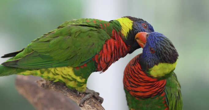Two colorful rainbow lorikeets perch together grooming each other in gentle display of mutual preening and bonding