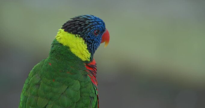 Rainbow lorikeet side profile close up reveals vivid blue head yellow collar and bright orange beak in soft focus