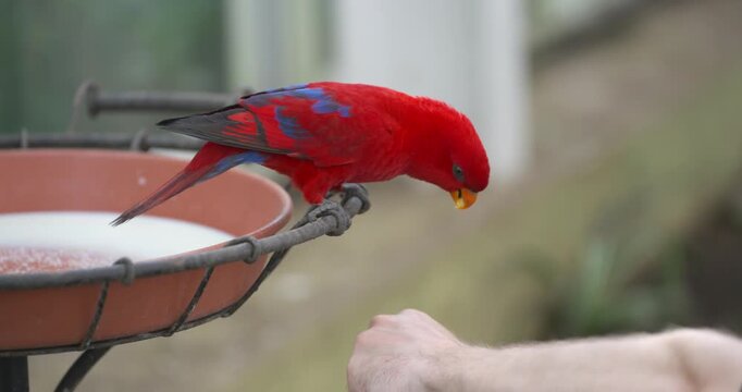jeju island, hwajoowon, red lory, flower bird park, eos bornea, moluccan lory, south korea travel, lory parrot, jeju do, exotic bird, hand feeding, birdbath, korea, tropical bird, tame bird, human int