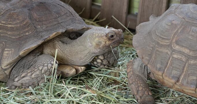 Two large tortoises stand face to face in extreme close up on hay covered ground at Jeju Flower Bird Park Hwajoowon