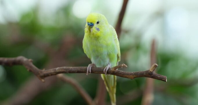 Small yellow budgerigar parakeet perches on thin branch tilting head curiously in lush green aviary setting