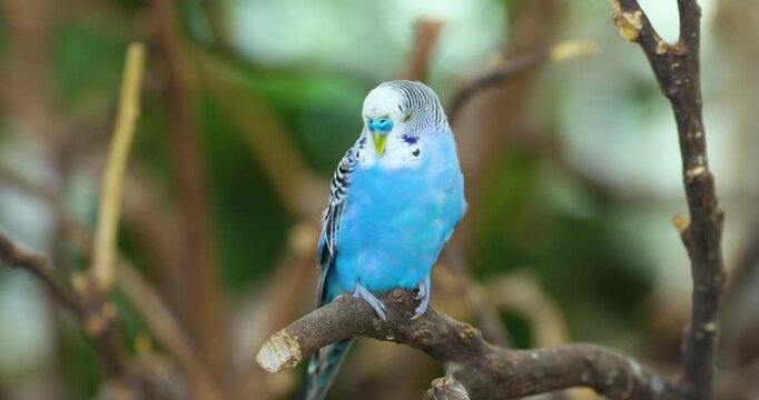 Blue budgerigar parakeet perches on branch slowly closing eyes in sleepy moment surrounded by green foliage