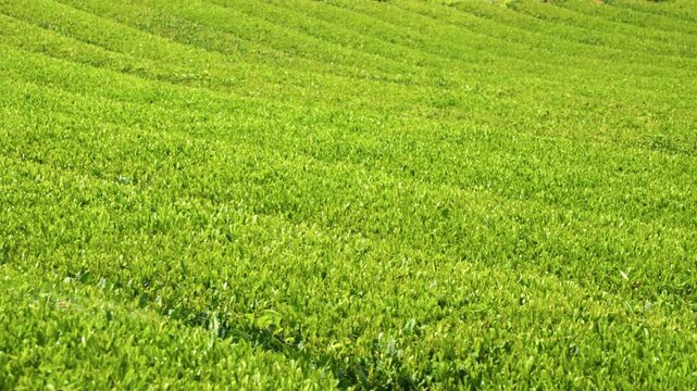 Camera glides low above dense rolling rows of vivid green tea bushes on sunlit Jeju Island plantation