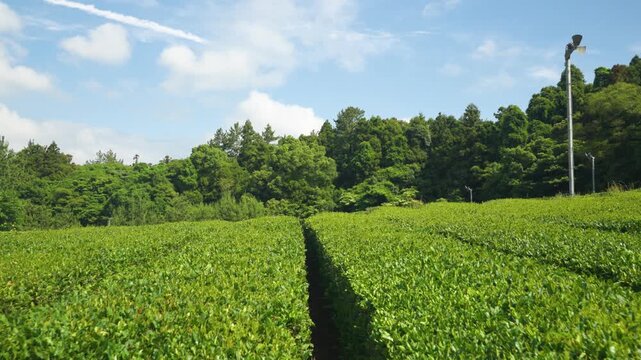 Push in shot glides between rows of green tea plantation under blue sky with forest backdrop on Jeju Island