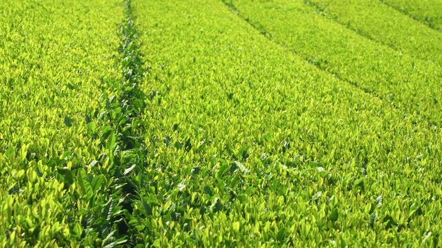 Close-up panning shot reveals rows of sunlit green tea bushes glowing bright yellow green under warm sunlight