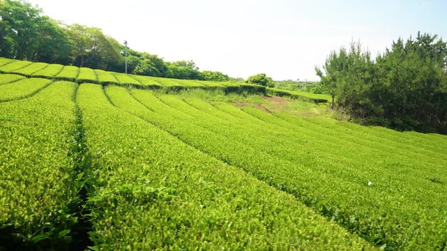Gliding sideways over sunlit rows of green tea bushes with tree lined horizon on Jeju Island farmland