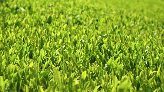 Slow push in shot moves above green tea field revealing fine leaf detail and texture in warm sunlight