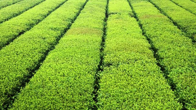 Sideways aerial view reveals neat rows of lush green tea bushes growing across plantation fields in Jeju South Korea