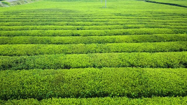 Drone glides parallel above symmetrical rows of green tea plantation stretching toward distant horizon