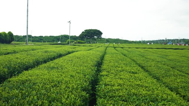 Crane shot lifts above rows of green tea bushes revealing wide plantation under cloudy sky in Jeju South Korea