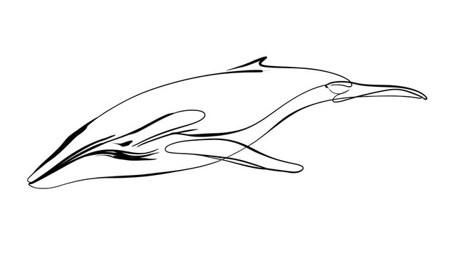 Minimalist dolphin line art illustration white background.