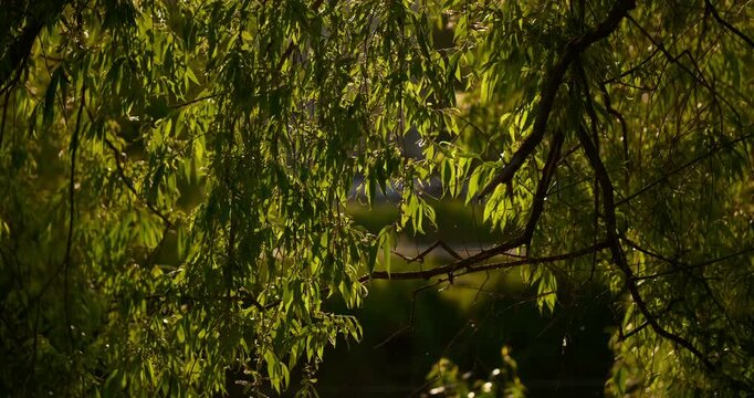 Cinematic golden-hour sunlight shining through graceful willow branches with fresh green leaves, creating a peaceful natural background full of warmth and tranquility.

