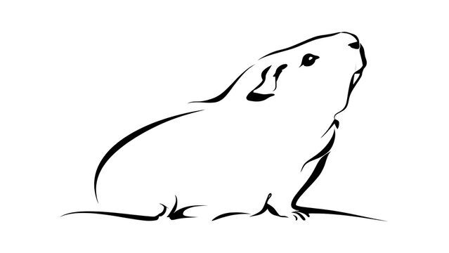 Minimalist line art prairie dog white background.