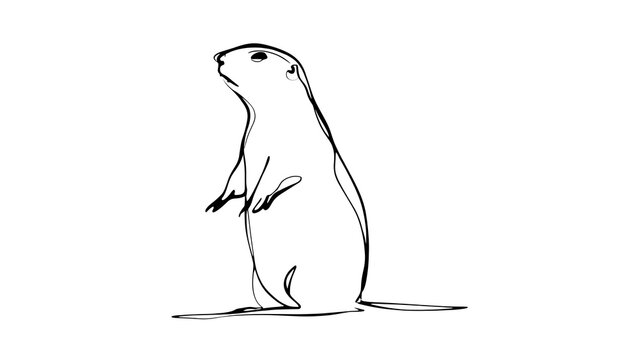 Prairie dog illustration on white background.