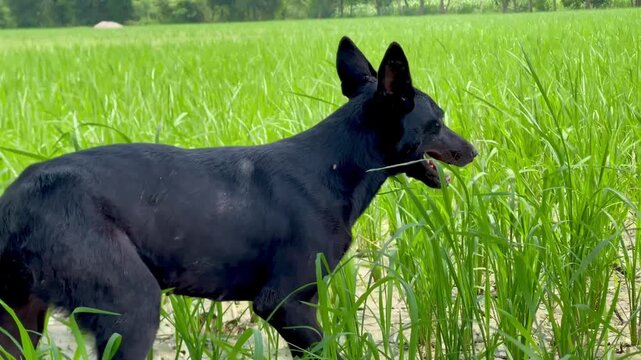 Domestic black female dog walking through agricultural rice fields