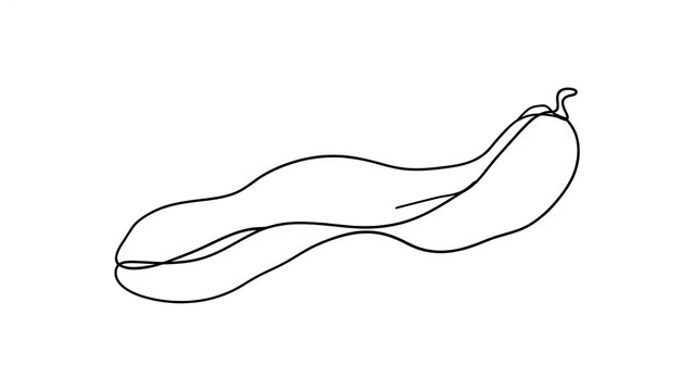 Hand drawn zucchini illustration on white background.