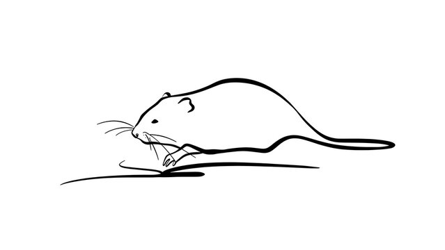 Minimalist rat drawing on white background.