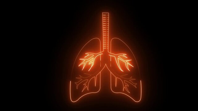 Glowing orang neon human lung icon  video on black background. Human respiratory system, lungs, anatomy, and animation. 