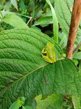 Bright green tree frog resting on a textured leaf