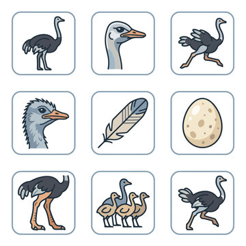 Set of stylized flat vector icons featuring ostrich birds in various poses, an egg, and a feather, icon 1 311 design style