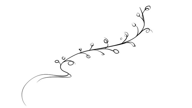 Elegant floral vine illustration white background.