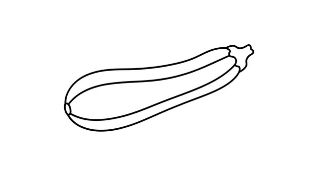 Zucchini vegetable illustration on white background.