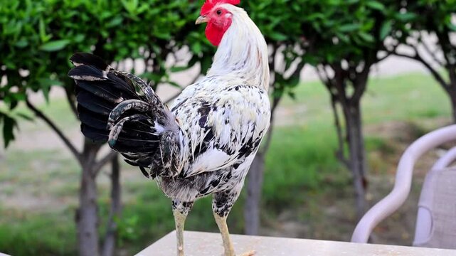 Vibrant roosters and cockerels with red comb standing proudly in garden farmyard 180fps Captured in Cinematic High Detail Footage