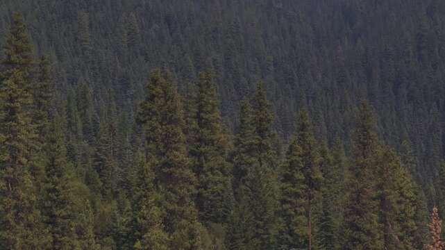 Aerial close up of dense coniferous forest in Boise National Forest Idaho with a vast expanse of dark green trees covering rolling hills and mountainsides