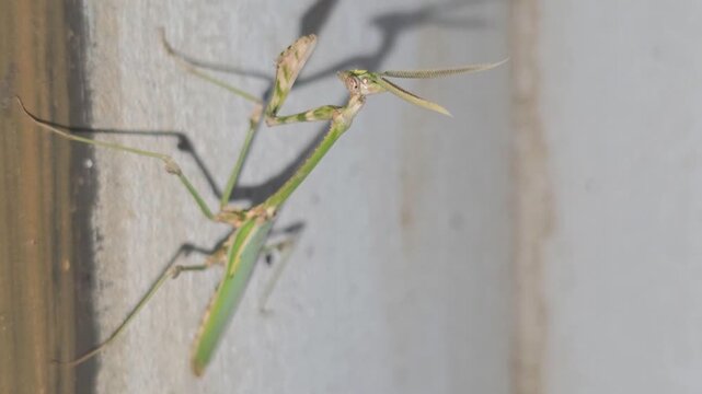 Macro video of horned conehead mantis Empusa pennata clinging to wall in warm sunlight 4k Captured in Cinematic High Detail Footage