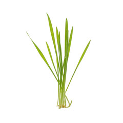 Obraz premium A small bunch of fresh green grass blades isolated on a transparent background