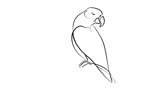 Minimalist parrot line art illustration white background.