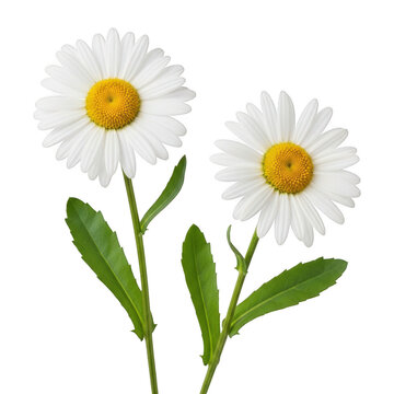 Two beautiful white daisy flowers with green stems and leaves