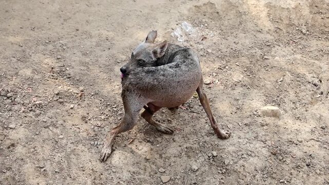 Slender Arabian wolf Canis lupus arabs pacing across dry sandy soil in sanctuary 180fps Captured in Cinematic High Detail Footage