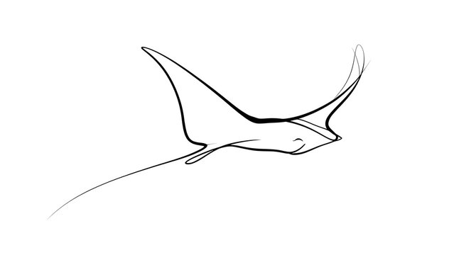 Minimalist line art manta ray white background.