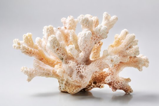 A delicate piece of dried coral displayed on a plain background, evoking the beauty of marine life and the ocean's depths