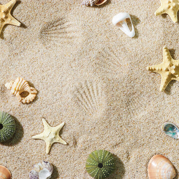Natural starfish, sea urchin, seashells as minimal creative top view background. Stylish layout of beachcombing treasure on ocean sand shore. Summer vacation relaxation concept, beach vibes.