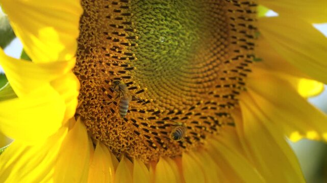 High-definition close-up of sunflower stamens and bees pollinating in the field.