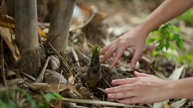 Hands Harvesting Fresh Bamboo Shoots in a Tropical Garden