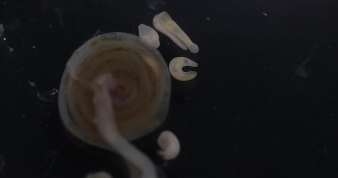 Cestode Larva (Cysticercus) and Strongyloides ratti Parasites in lab.