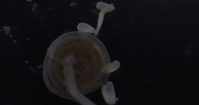 Cestode Larva (Cysticercus) and Strongyloides ratti Parasites in lab.