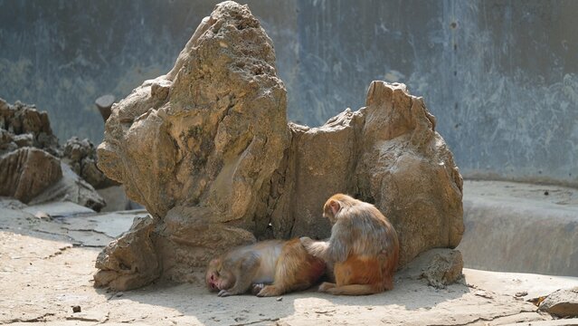 two monkey bonding time near, monkey leisure time in the afternoon, monkey cute moment in the zoo