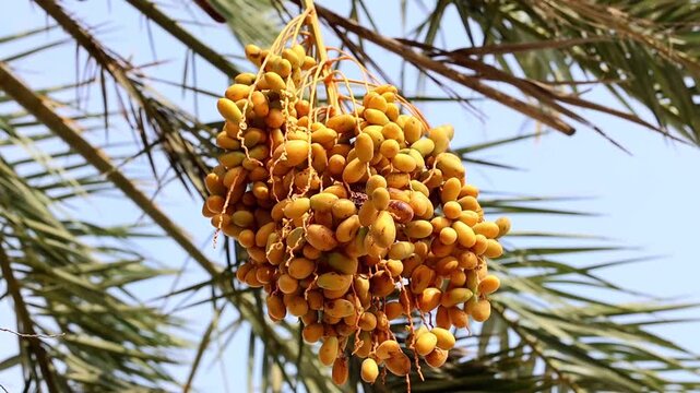 Ripe yellow dates cluster hanging from date palm tree crown outdoors 180fps Captured in Cinematic High Detail Footage
