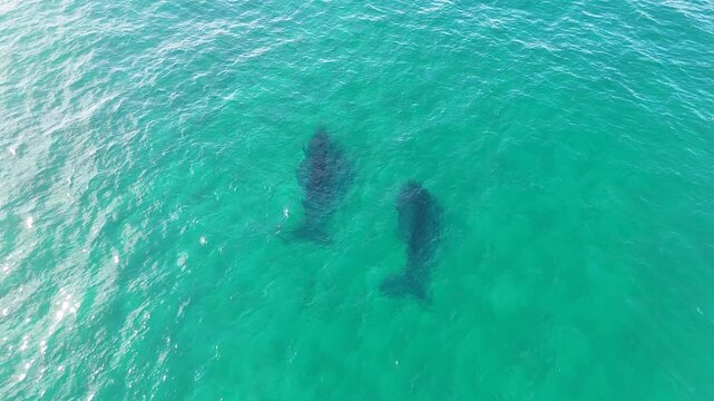 Aerial View of Two Humpback Whales Swimming in Turquoise Water