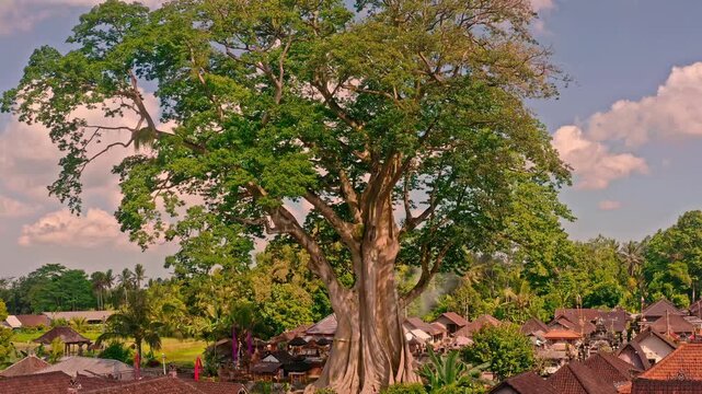 Bali Famous landmark and popular travel destination Bayan Ancient 700 years old Tree on nature background Bali, Indonesia 4K Aerial view
