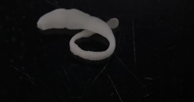 Cestode Larva (Cysticercus) and Strongyloides ratti Parasites in lab.