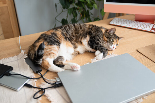 Tired sad domestic cat lying on laptop and office desk near computer monitor, misses its owner and waiting for him. Cozy pet beside technology during remote work routine and everyday home life